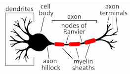 neuron_small.png