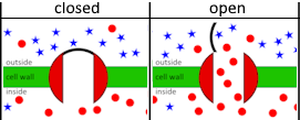 potassium ion gates