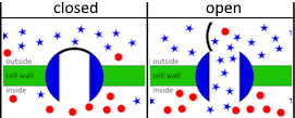 sodium ion gates